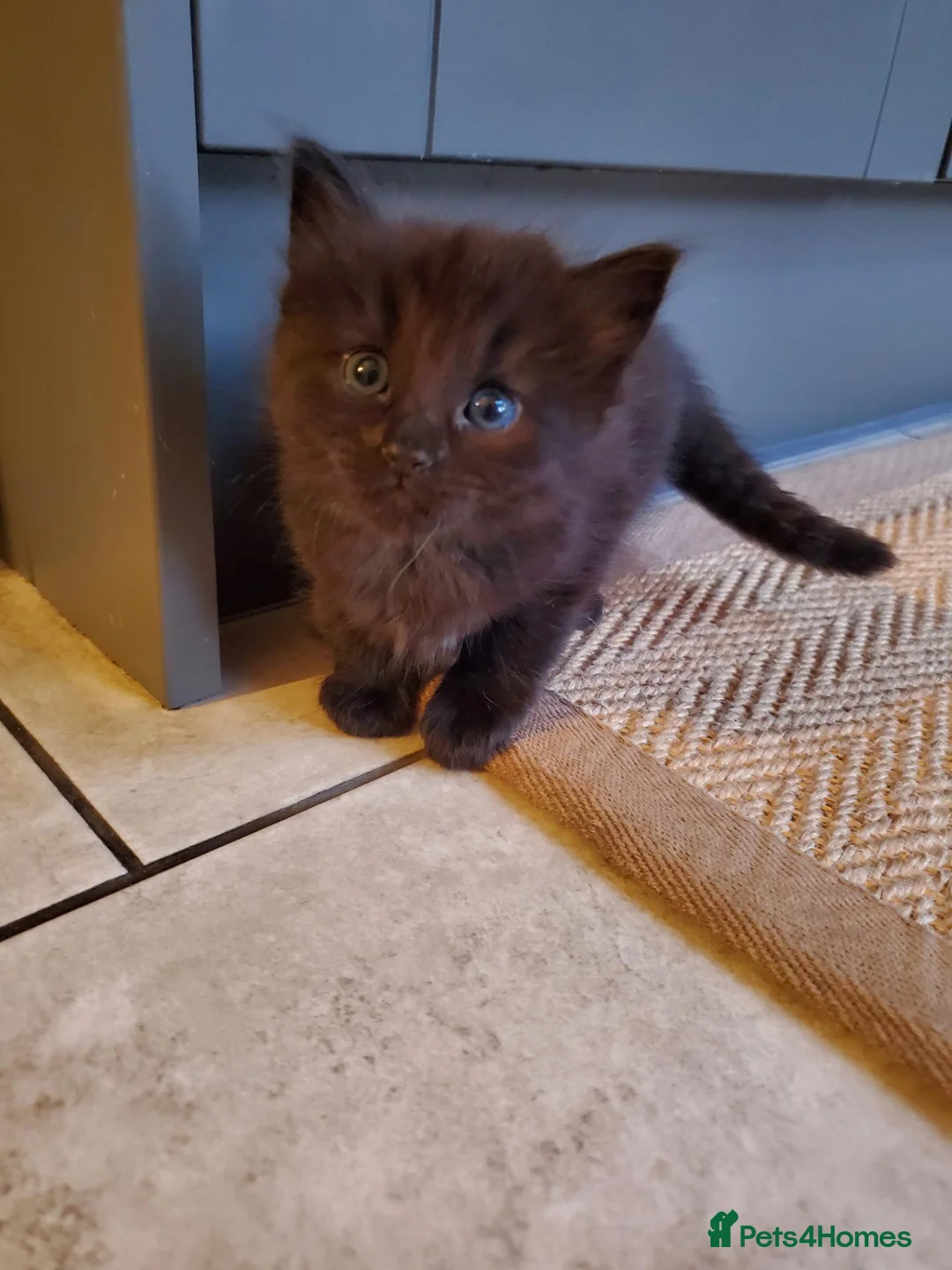 Mixed Breed cats for sale: Half Pedigree kittens - Advert 2