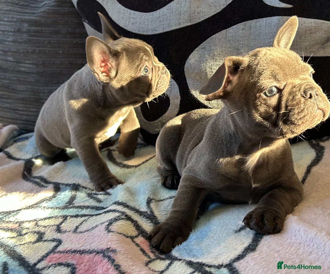 French Bulldog dogs for sale: 4 Solid Blue French Bulldog Girls - Advert 23