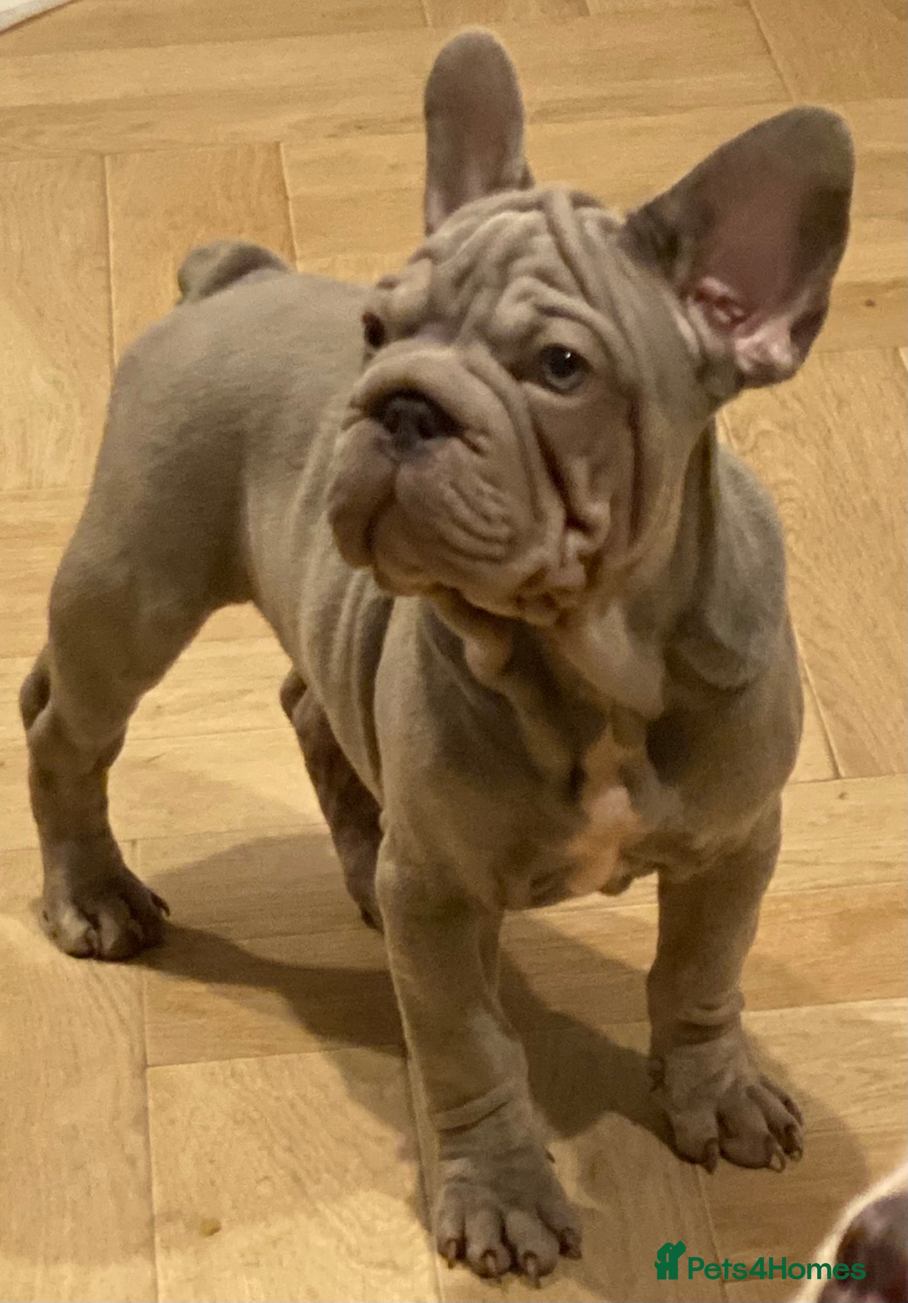 French Bulldog dogs Last Frenchie puppy  - Advert 2