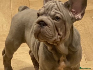 French Bulldog dogs Last Frenchie puppy - Advert 2