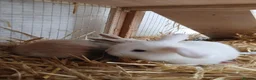 Mini Lop rabbits for sale: Beautiful MiniLop Bunnies - Advert 3