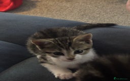 Domestic Shorthair cats for sale: 3 Gorgeous domestic short haired kittens - Image 6