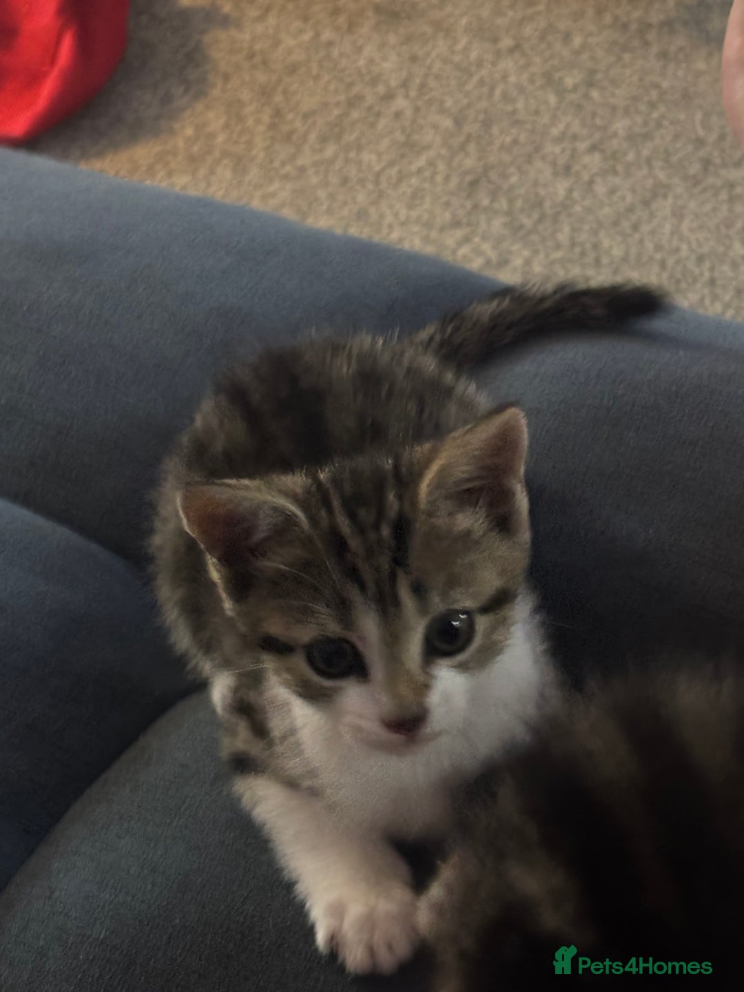 Domestic Shorthair cats for sale: 3 Gorgeous domestic short haired kittens - Image 6