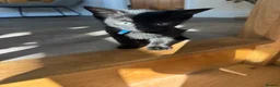 Mixed Breed cats for sale: Kittens - Advert 3