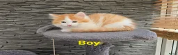 Mixed Breed cats for sale: Beautiful kittens - Advert 10