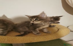 Maine Coon cats for sale: Full pedigree Maine Coon kittens for sale  - Advert 17