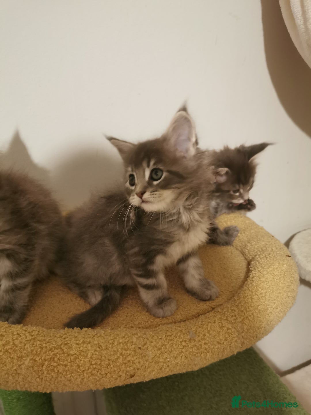 Maine Coon cats for sale: Full pedigree Maine Coon kittens for sale  - Advert 17