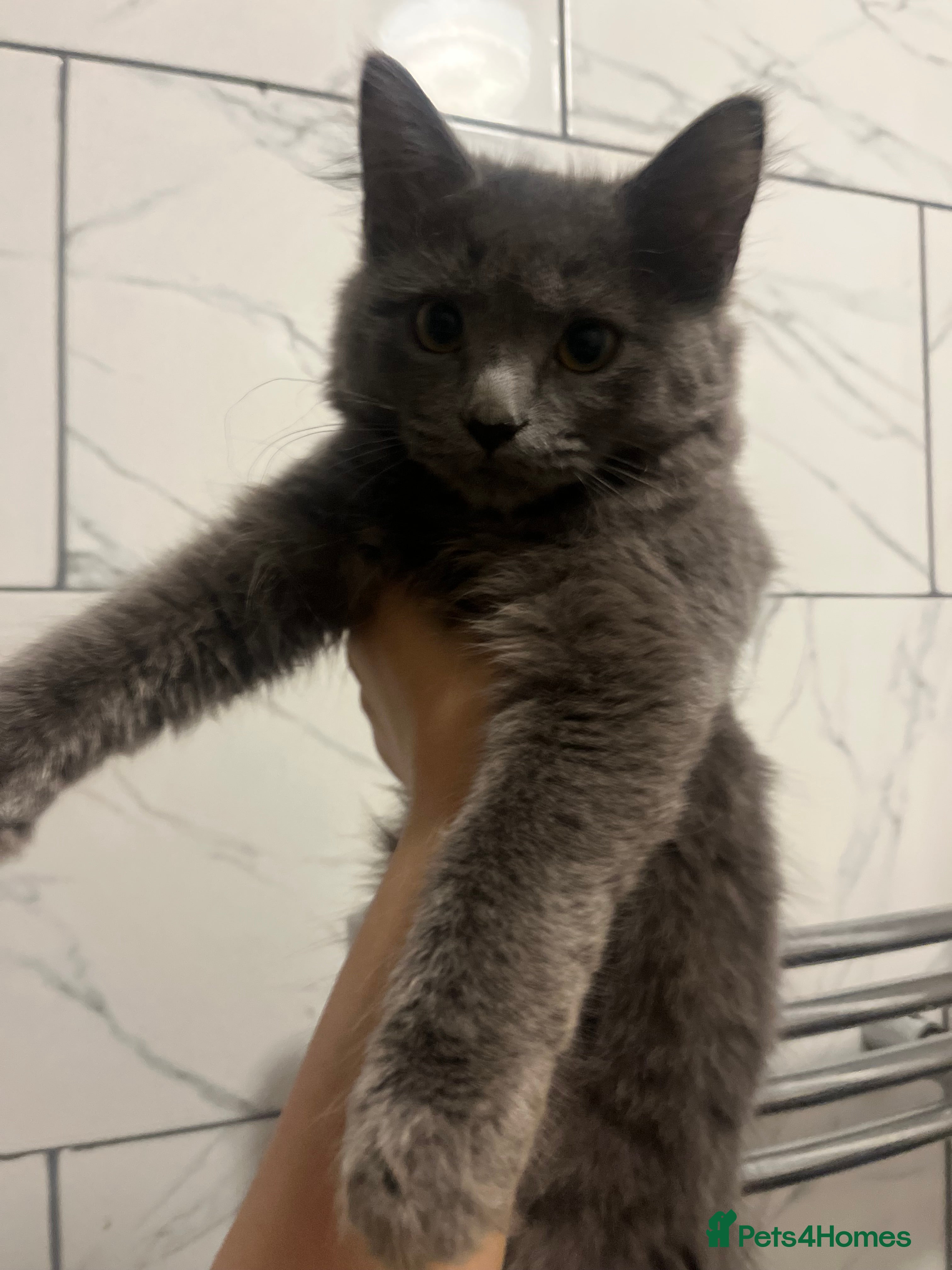 Persian cats Elegant Grey Fluffy Cat - Advert 1
