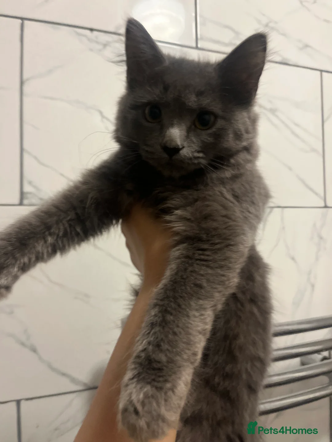 Persian cats for sale: Elegant Grey Fluffy Cat - Advert 1