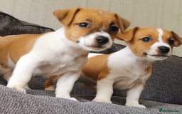 Jack Russell dogs for sale: Super quality vet docked working Jack Russells - Image 10