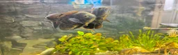 Cichlids fish for sale: Tiger Oscars  - Advert 1