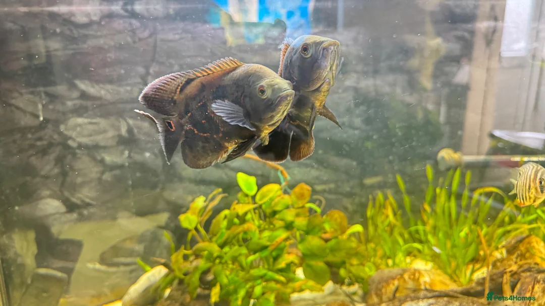Cichlids fish for sale: Tiger Oscars  - Advert 1
