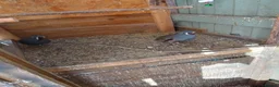 Quail poultry for sale: Californian mountain quails in Woking - Advert 2