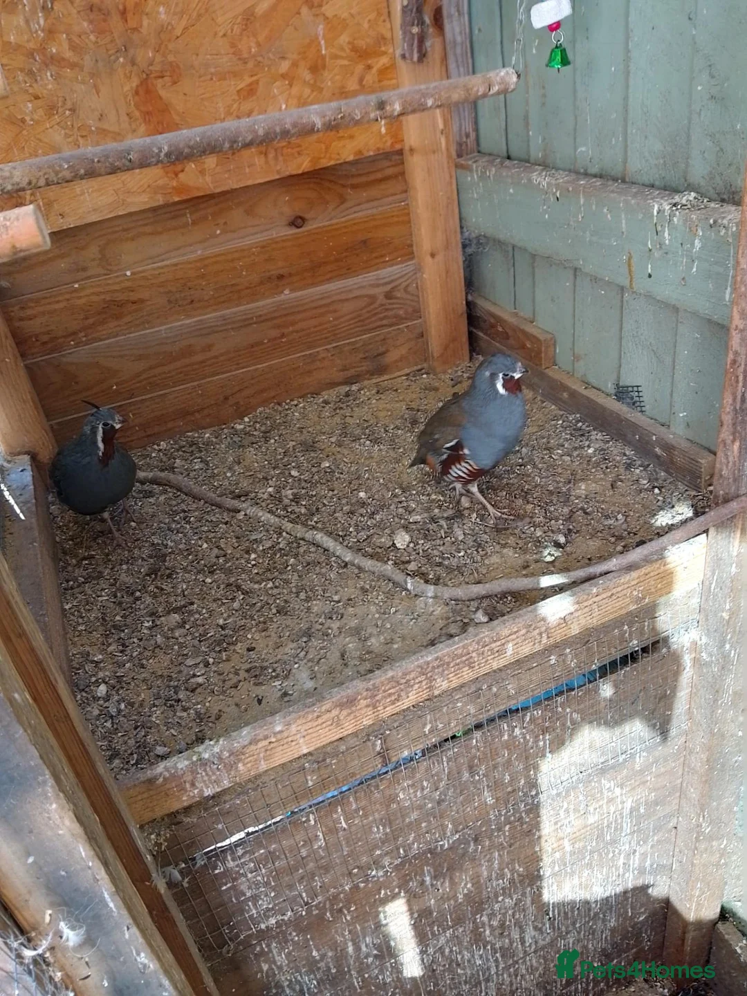 Quail poultry for sale: Californian mountain quails in Woking - Advert 2