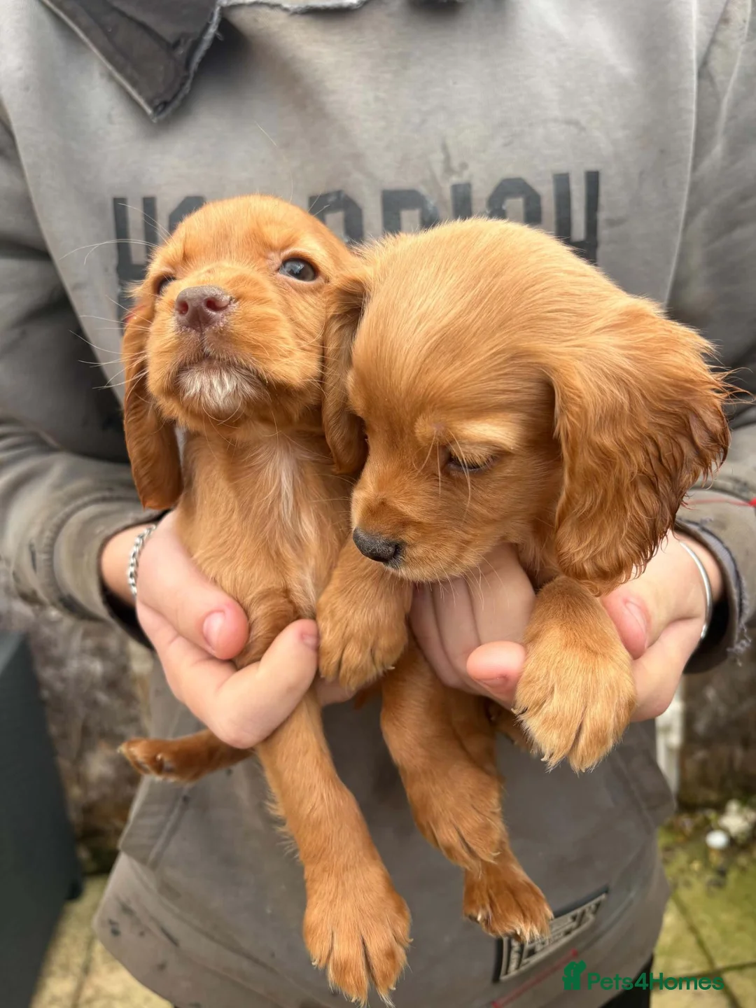 Cocker Spaniel dogs for sale: Beautiful cocker spaniel puppies  - Advert 2