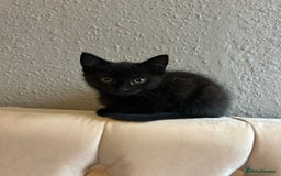 Domestic Shorthair cats for sale: Beautiful black domestic short hair kittens - Advert 2