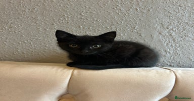 Domestic Shorthair cats Beautiful black domestic short hair kittens - Advert 11