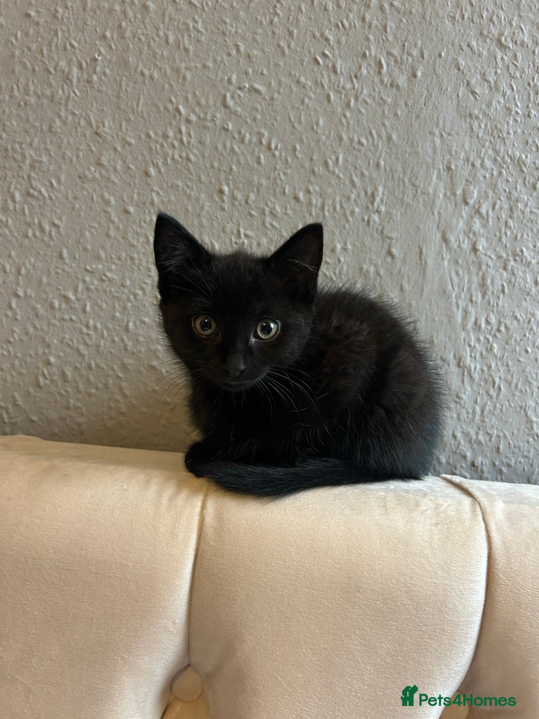 Domestic Shorthair cats for sale: Beautiful black domestic short hair kittens - Advert 2