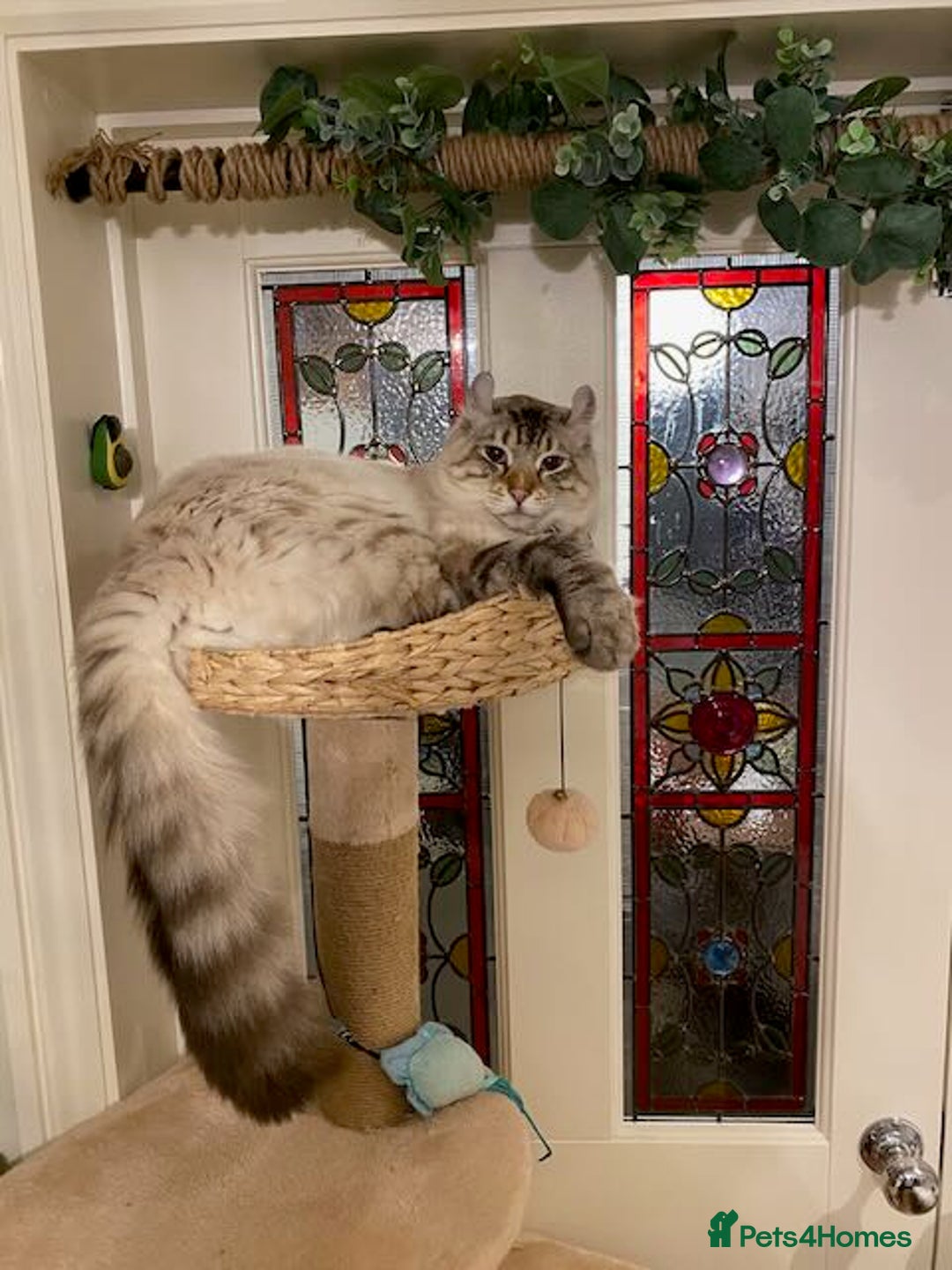 Keetso cats for sale: Stunning Blue-Eyed Keetso Cat for Sale - Advert 5