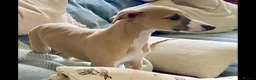 Whippet dogs for sale: Crufts winning parents - Advert 6