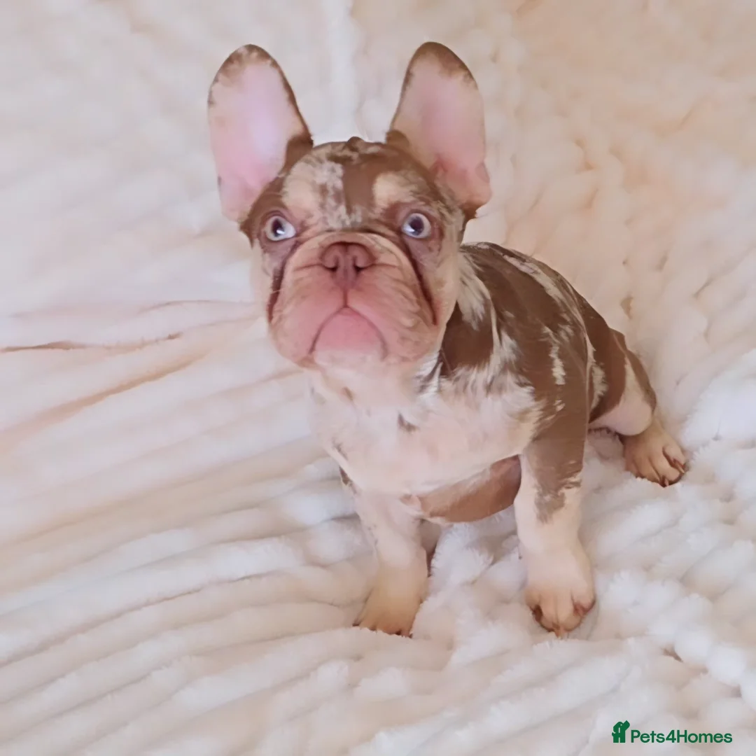 French Bulldog dogs for sale: 💯 READY TO LEAVE 💥 2 BOYS AVAILABLE 💯 - Advert 2
