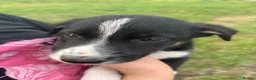 Border Collie dogs for sale: Border collie pups looking for new homes  in Leek - Advert 2