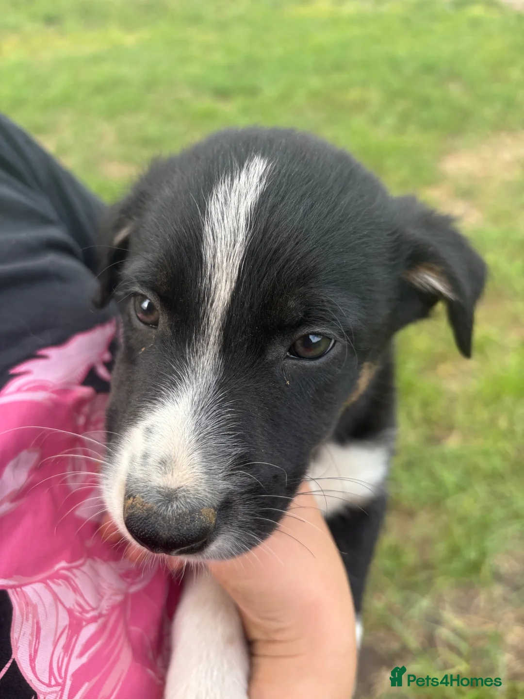 Border Collie dogs for sale: Border collie pups looking for new homes  in Leek - Advert 2