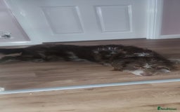 Labradoodle dogs for sale: Labradooodle  - Image 4