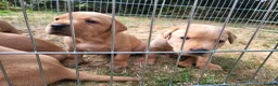 Labrador Retriever dogs for sale: Fox red Labrador puppies - Advert 10