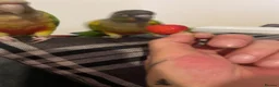 Conures birds for sale: 2 young conures for sale - Advert 3