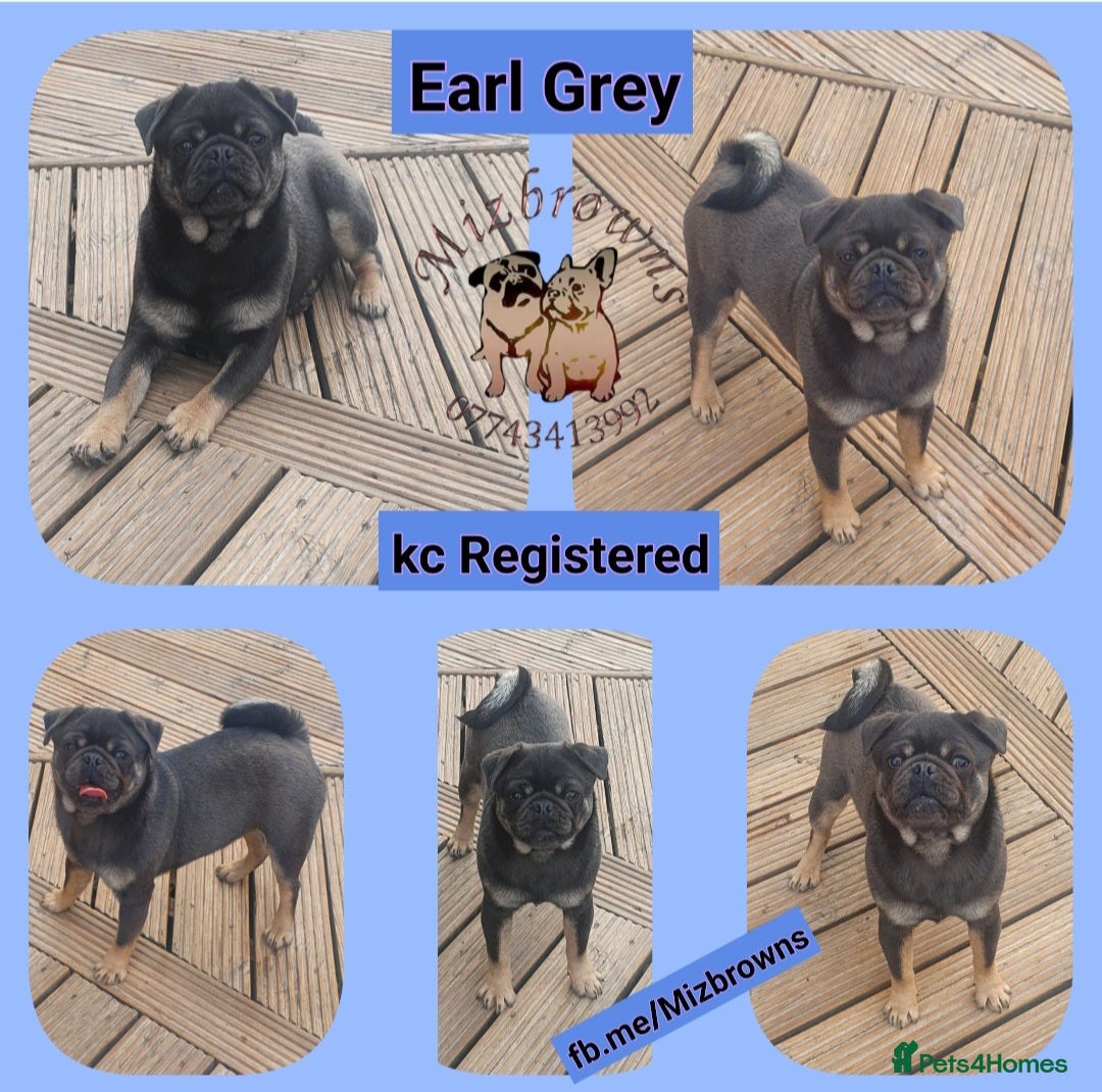 Pug dogs for stud: Kc Registered blu & tan PUG STUD in Bradford - Image 1