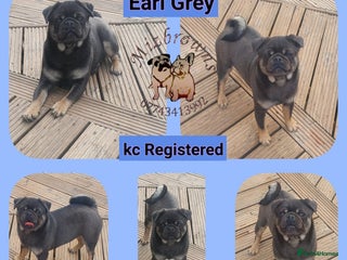 Pug dogs in Bradford - Advert 11