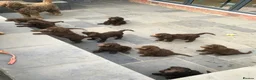 Labradoodle dogs for stud: JucaDoodles Rafael in Sheffield - Advert 5