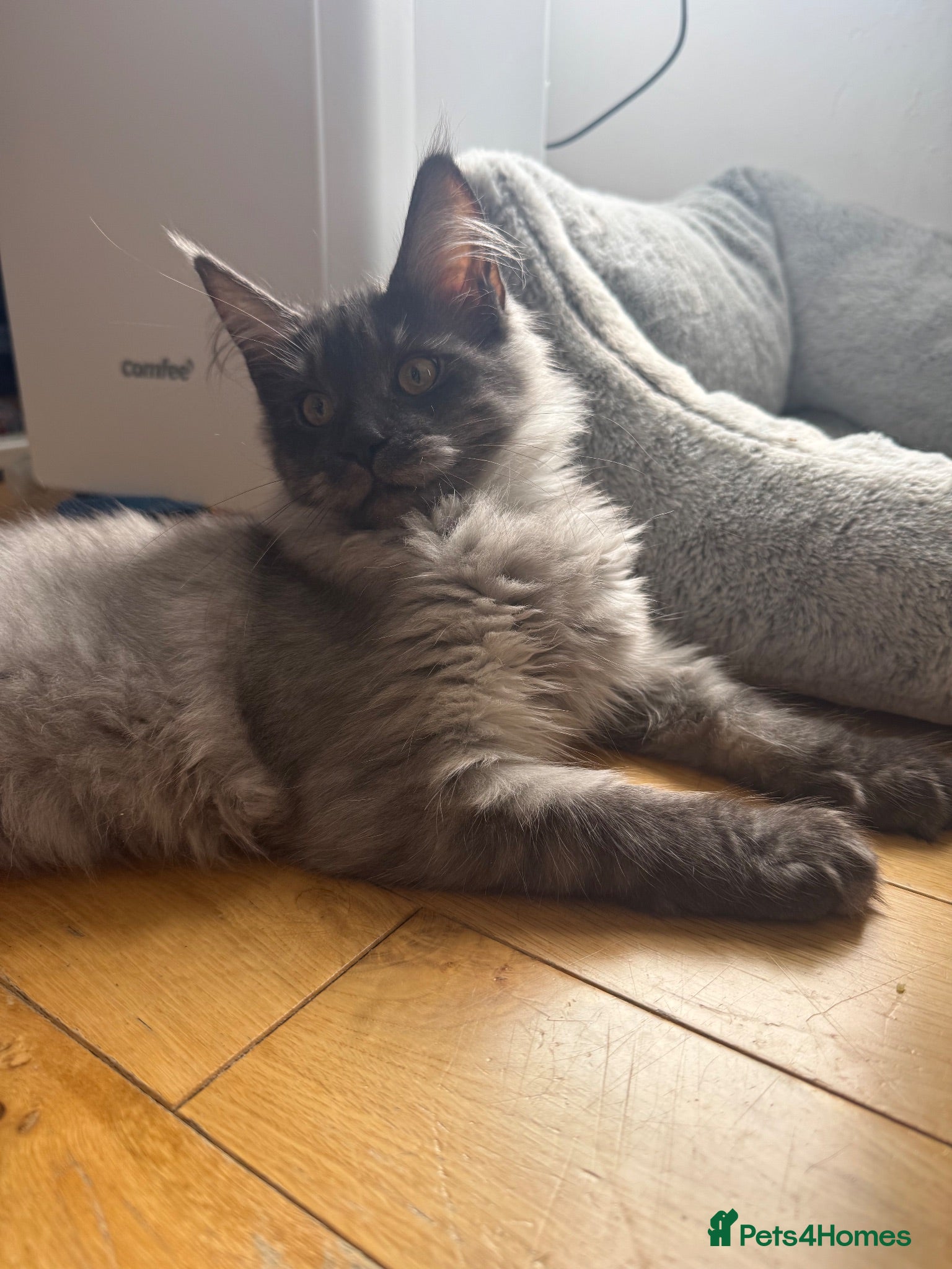 Maine Coon cats Blossom Beautiful Black Smoke Maine Coon Girl 🖤 - Advert 2