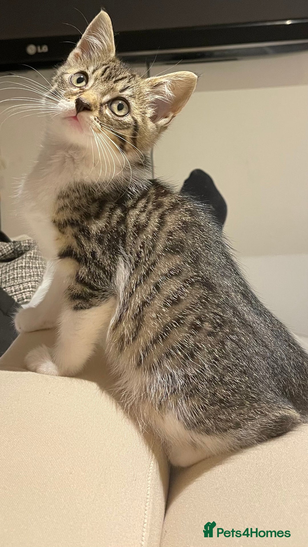 British Longhair cats for sale: 2 ADORABLE FLUFFY BRITISH LONGHAIR KITTENS LEFT!!! - Image 18