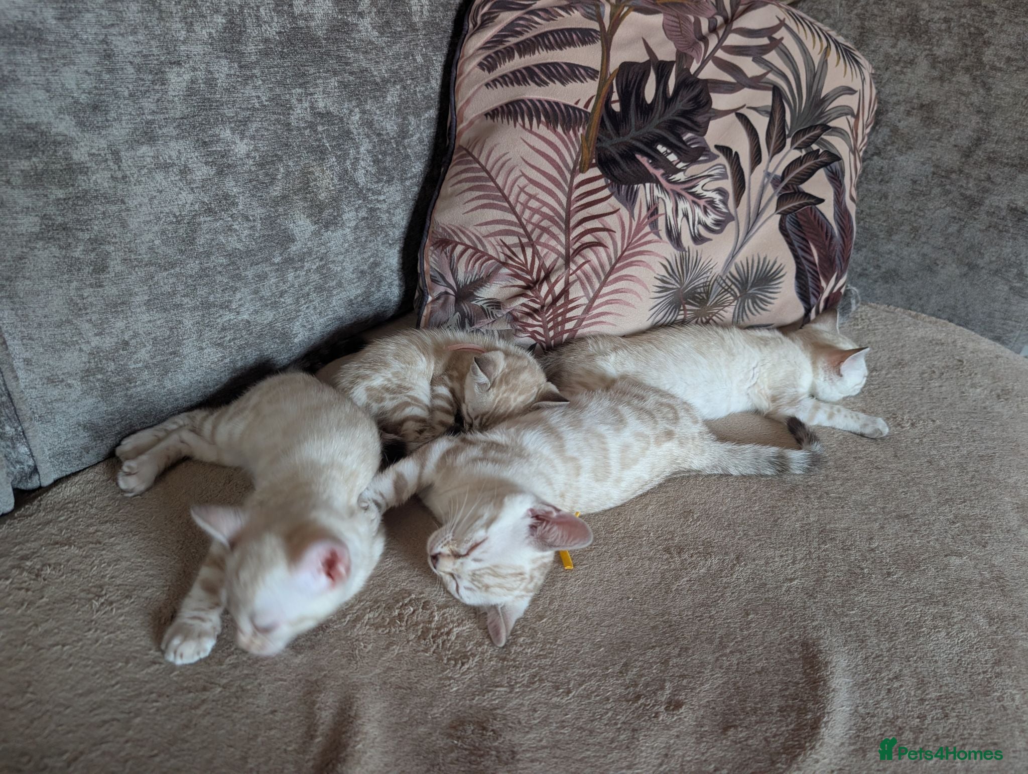 Bengal cats 🤍🩶 GORGEOUS BENGAL KITTENS 🩶🤍 - Advert 2