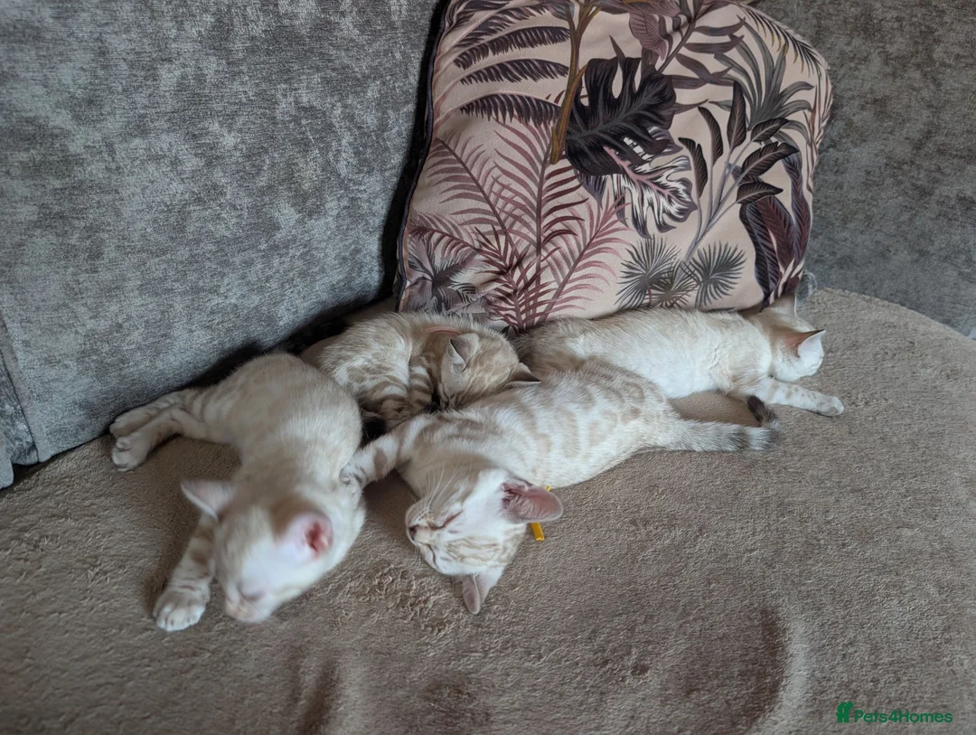 Bengal cats for sale: 🤍🩶 GORGEOUS BENGAL KITTENS 🩶🤍 - Advert 2
