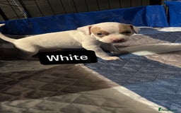 American Bully dogs for sale: AMERICAN POCKET BULLYS - Image 3