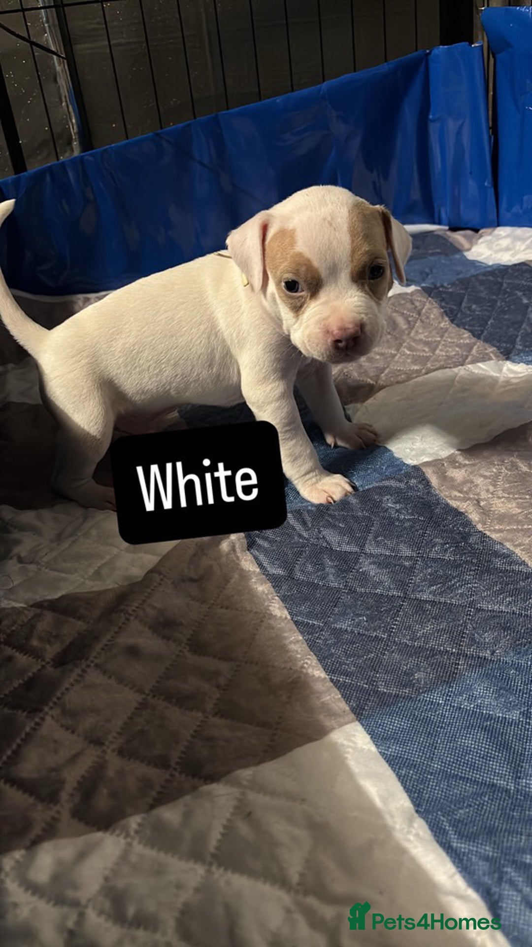 American Bully dogs for sale: AMERICAN POCKET BULLYS - Image 3