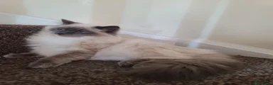 Ragdoll Kitten 3 - Kojak