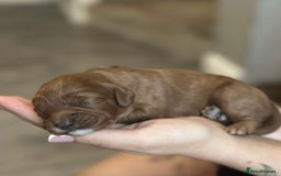 Cavapoo dogs for sale: Red Toy cavapoo puppies - Image 2