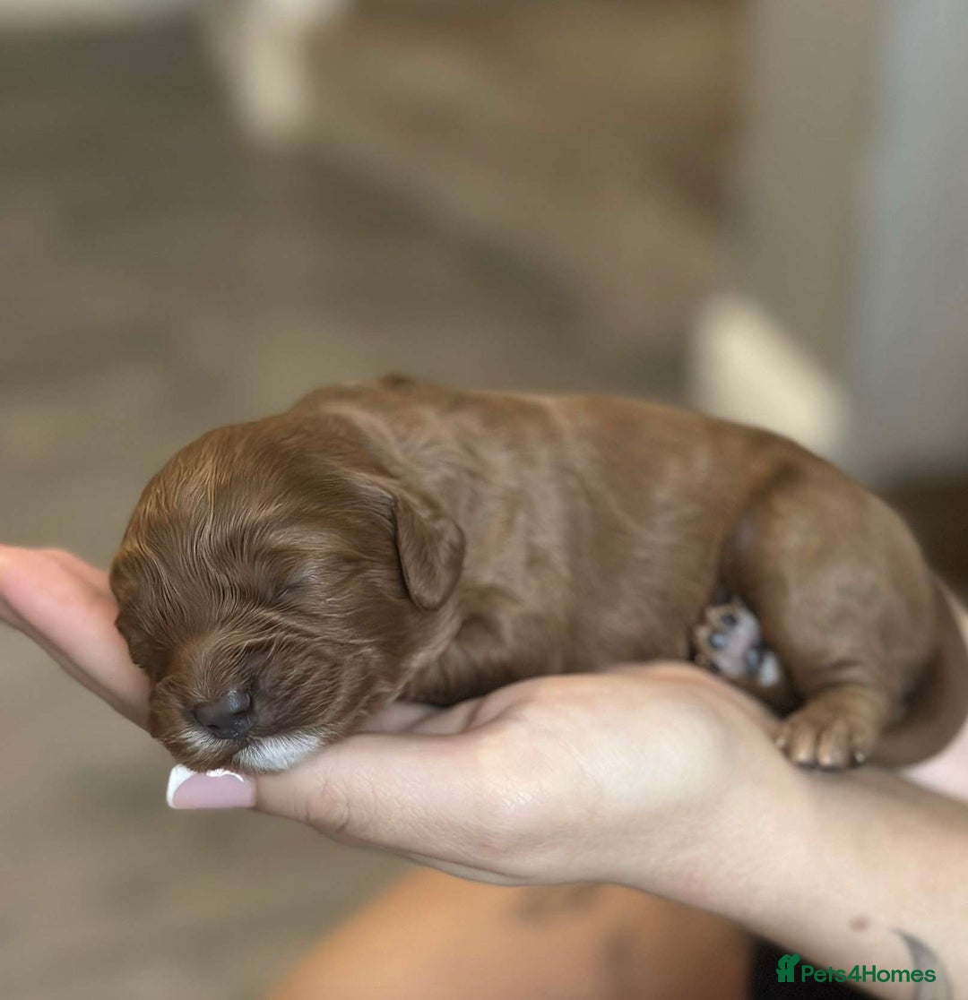 Cavapoo dogs for sale: Red Toy cavapoo puppies - Image 2