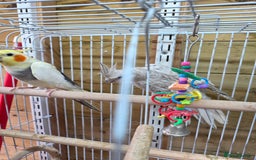 Cockatiels birds for sale: Breeding pair Tame Cockatiels - Image 3