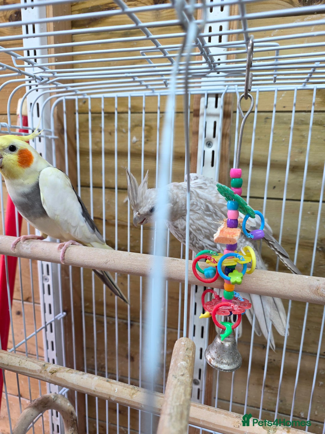 Cockatiels birds for sale: Breeding pair Tame Cockatiels - Image 3