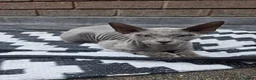 Sphynx cats for sale: Rare Light Blue Boys – Velour Coat & Stunning Eyes - Advert 1