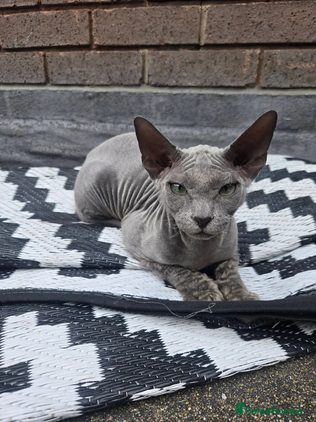 Sphynx cats for sale: Rare Light Blue Boys – Velour Coat & Stunning Eyes - Advert 1