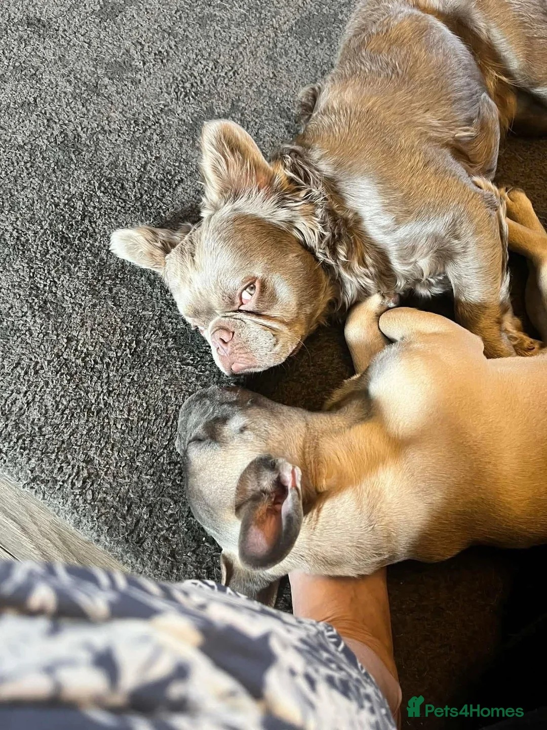 French Bulldog dogs for sale: French bull dog puppies in Houghton le Spring - Advert 12