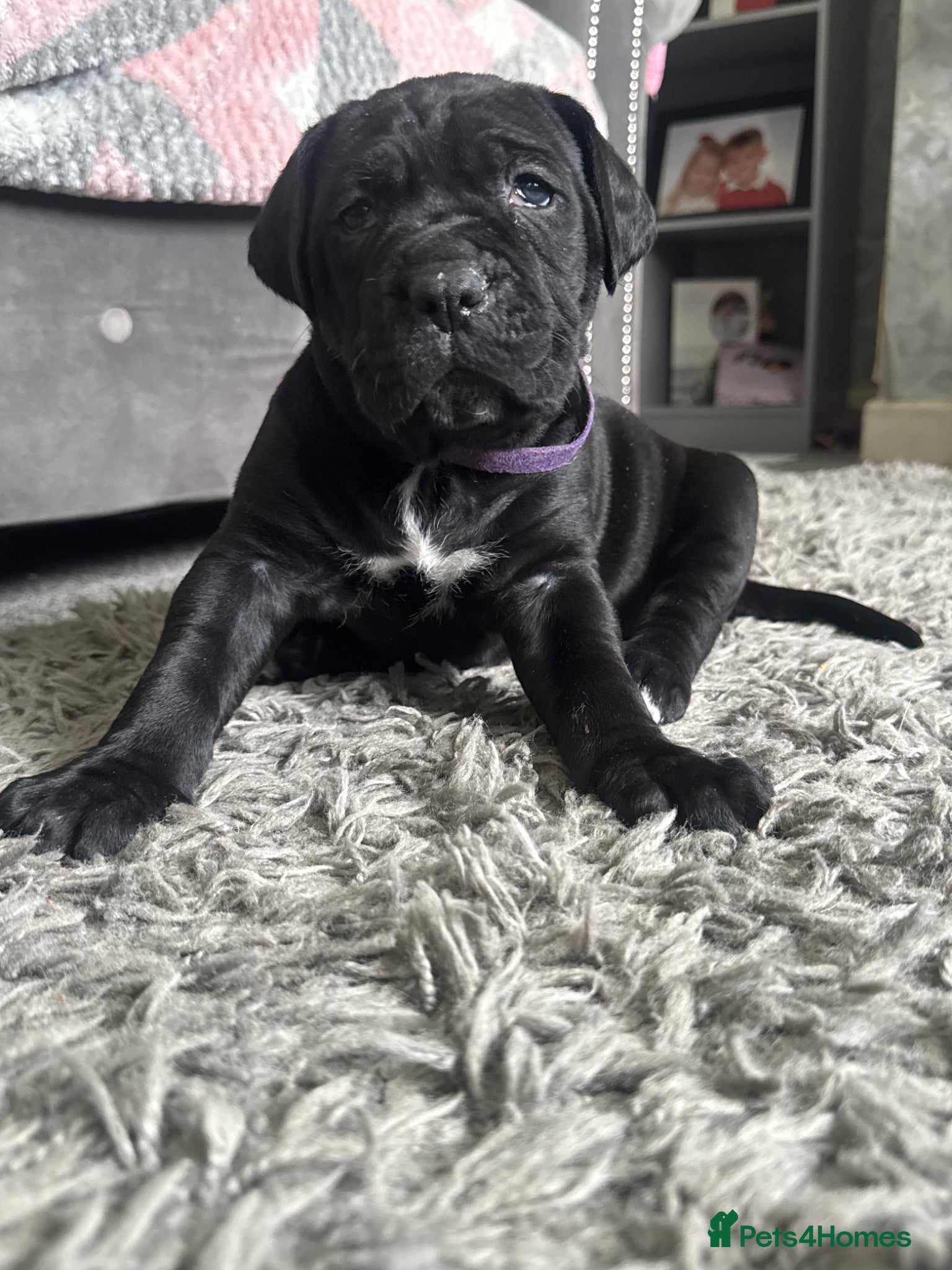 Cane Corso dogs Cane corso puppies  - Advert 9