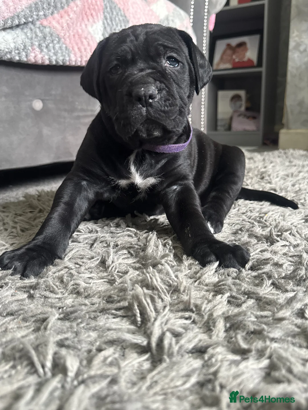 Cane Corso dogs for sale: Cane corso puppies  - Advert 1