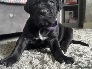 Cane Corso dogs Cane corso puppies - Advert 9